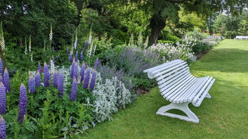 A white painted bench in front of a long border of flowers in blue and white